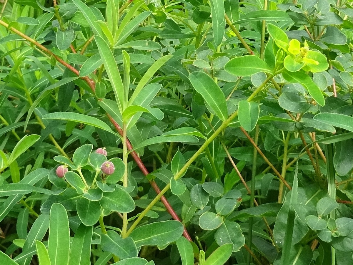 Euphorbia illirica (Euphorbiaceae)
